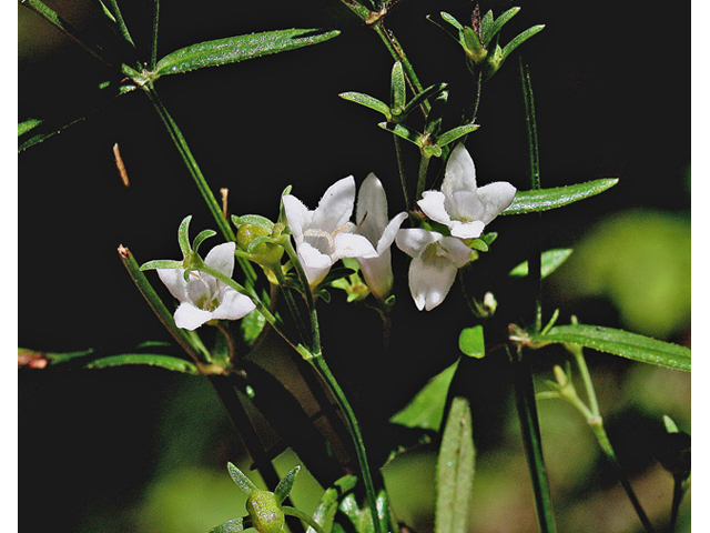 Houstonia longifolia (Longleaf summer bluet) #45608