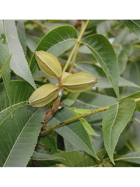 Carya illinoinensis (Pecan) #45618