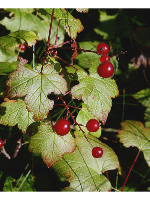 Ribes glandulosum (Skunk currant) #45635