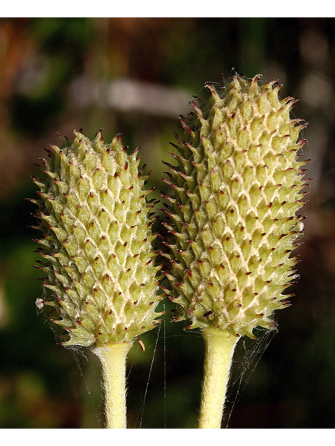 Anemone virginiana (Tall thimbleweed) #46703