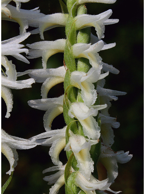 Spiranthes ochroleuca (Yellow nodding ladies'-tresses) #46711