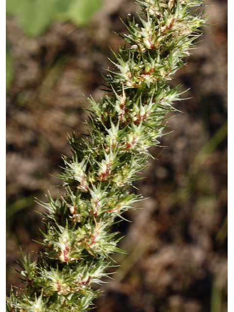 Amaranthus palmeri (Carelessweed) #46723