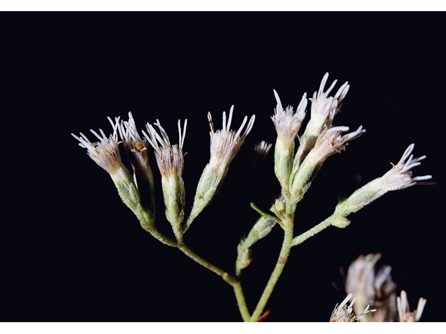 Eupatorium mohrii (Mohr's thoroughwort) #46740