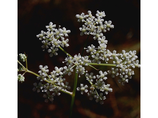 Angelica dentata (Coastal plain angelica) #46742