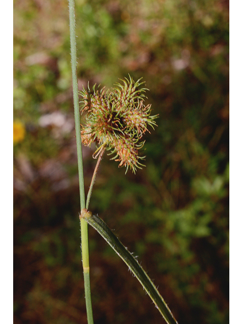 Fuirena squarrosa (Hairy umbrella sedge) #46760