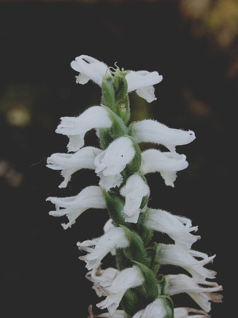 Spiranthes odorata (Marsh ladies'-tresses) #46792