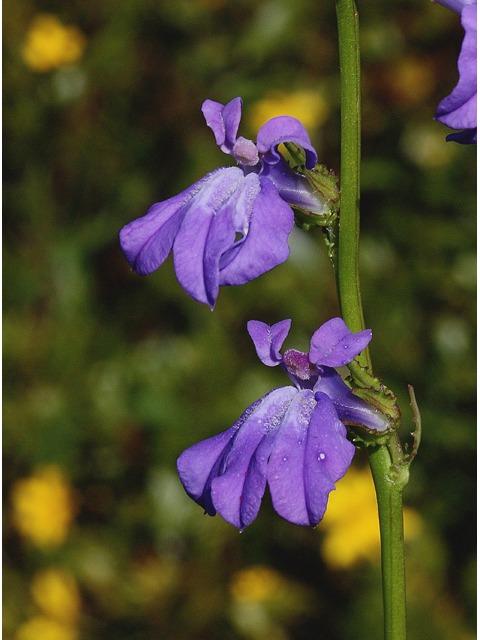 Lobelia glandulosa (Glade lobelia) #46797