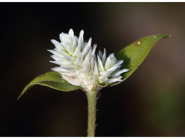 Gomphrena serrata (Arrasa con todo) #46814