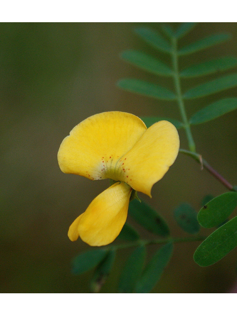 Sesbania herbacea (Coffeeweed) #46817