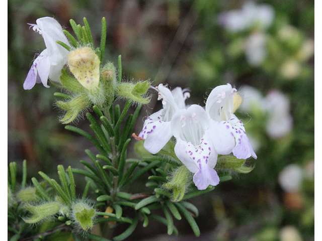 Conradina canescens (False rosemary) #59125