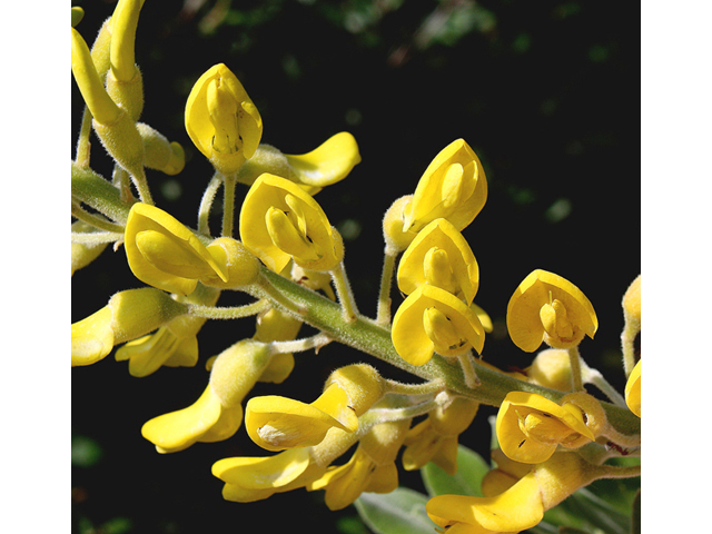 Sophora tomentosa var. truncata (Yellow necklacepod) #59136