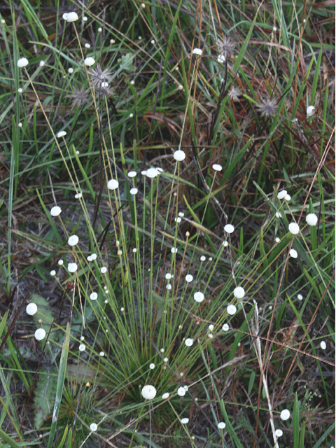 Eriocaulon lineare (Narrow pipewort) #59142