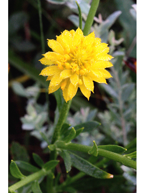 Polygala rugelii (Yellow milkwort) #59146