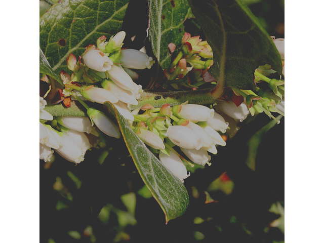 Vaccinium fuscatum (Black highbush blueberry) #59152