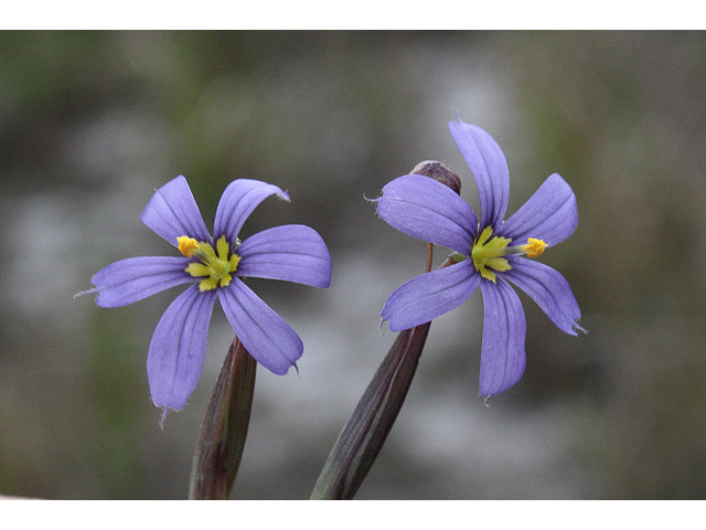 Sisyrinchium nashii (Nash's blue-eyed grass) #59188