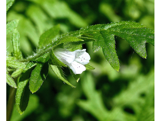 Ellisia nyctelea (Aunt lucy) #59207