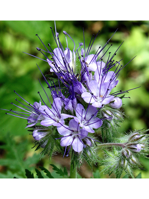 Phacelia tanacetifolia (Lacy phacelia) #59219