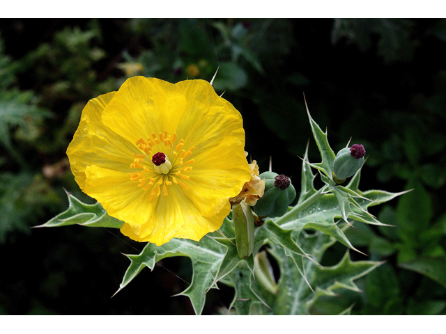 Argemone mexicana (Mexican prickly poppy) #59248