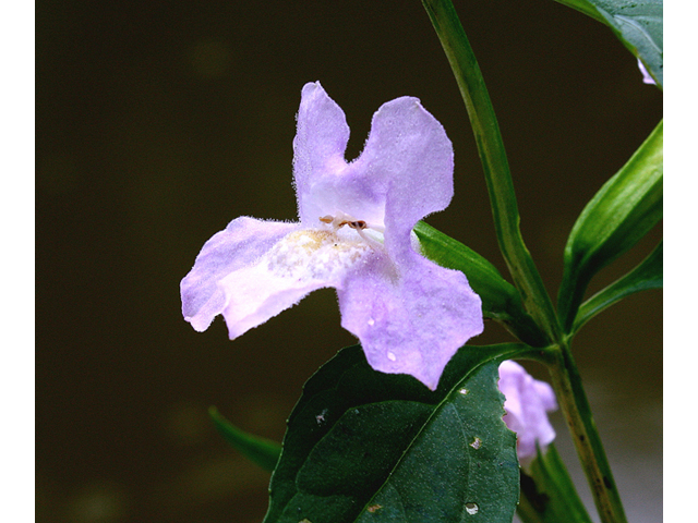 Mimulus alatus (Sharpwing monkeyflower) #59260