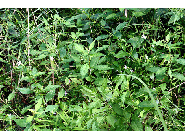 Mimulus alatus (Sharpwing monkeyflower) #59261