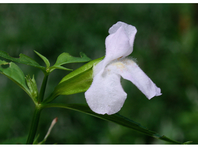 Mimulus alatus (Sharpwing monkeyflower) #59262