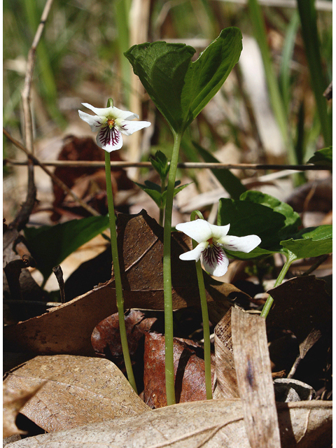 Viola blanda (Sweet white violet) #60085