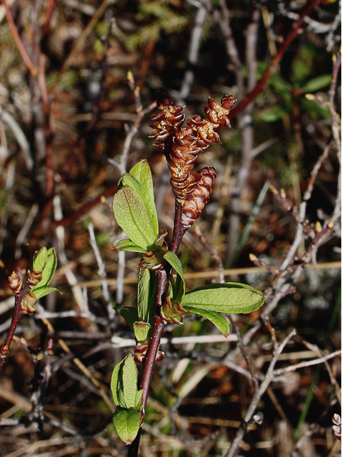 Myrica gale (Sweetgale) #60096