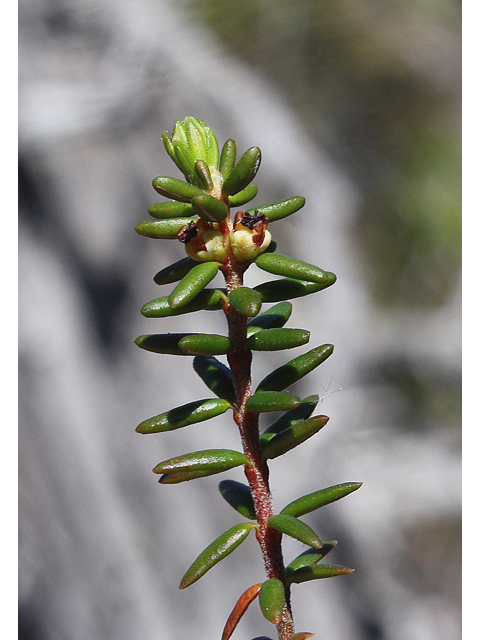 Empetrum nigrum (Black crowberry) #60102