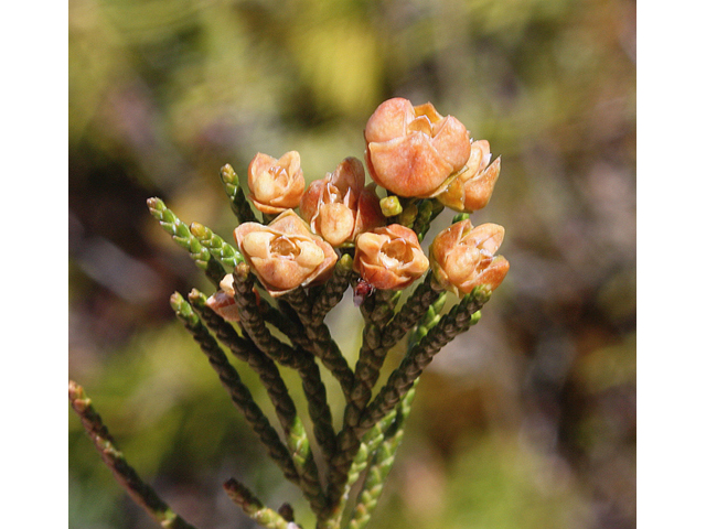 Juniperus horizontalis (Creeping juniper) #60107