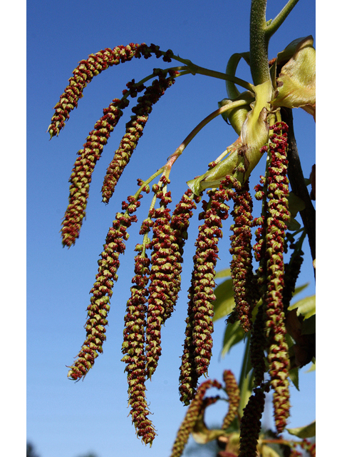 Carya ovata (Shagbark hickory) #60121