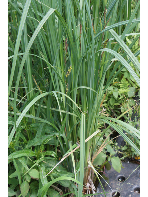 Carex trichocarpa (Hairyfruit sedge) #60151