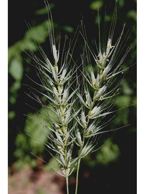 Elymus riparius (Riverbank wildrye) #60159