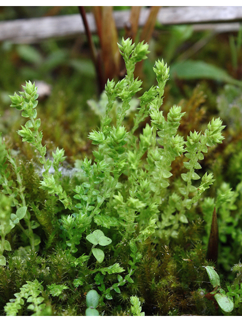 Selaginella eclipes (Hidden spikemoss) #60166