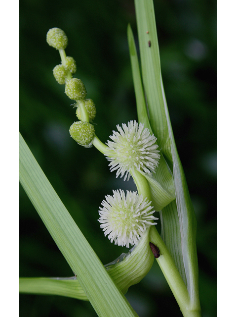 Sparganium americanum (American bur-reed) #60167