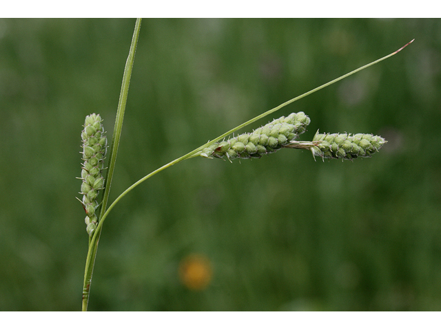 Carex virescens (Ribbed sedge) #60168