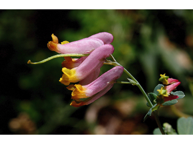 Corydalis sempervirens (Rock harlequin) #60182