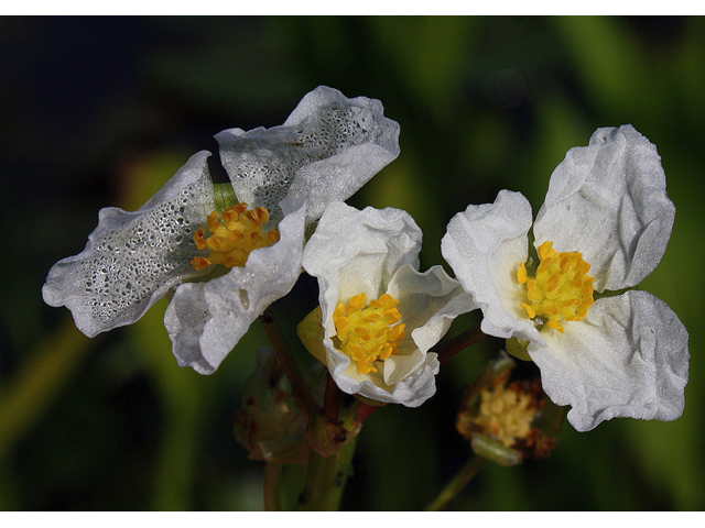 Sagittaria rigida (Sessilefruit arrowhead) #60196