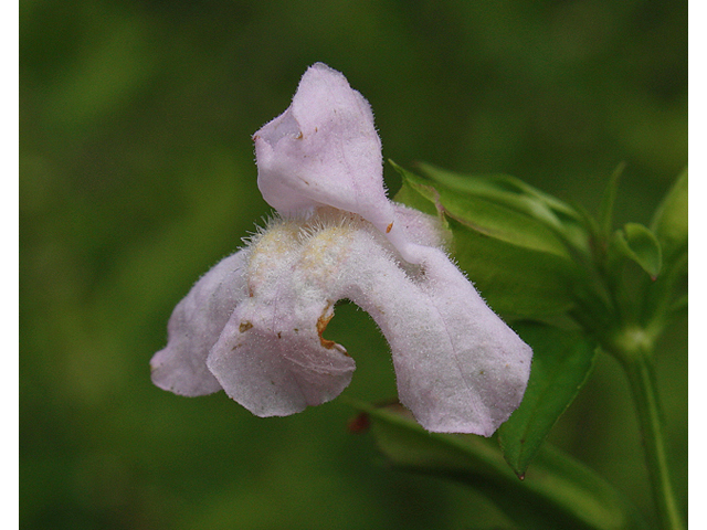 Mimulus alatus (Sharpwing monkeyflower) #60202