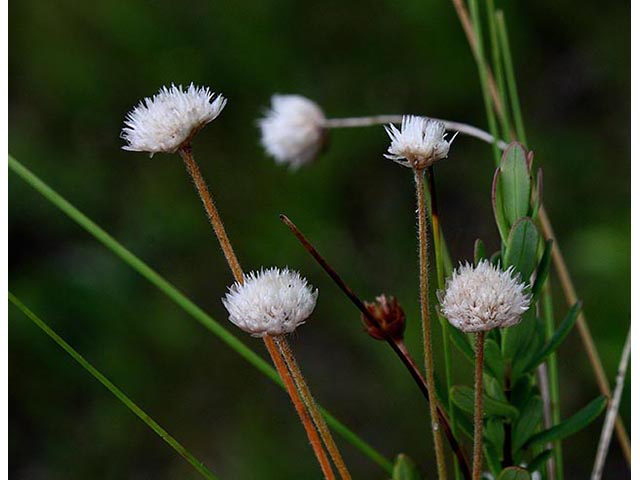 Syngonanthus flavidulus (Yellow hatpins) #66961