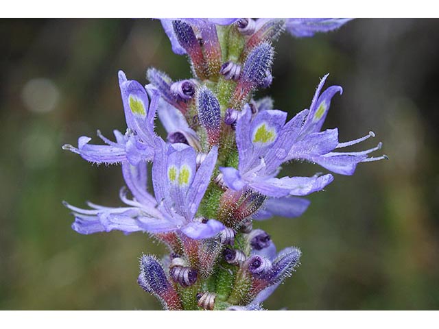 Pontederia cordata (Pickerelweed) #66977