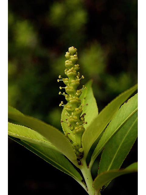 Stillingia aquatica (Water toothleaf) #66978