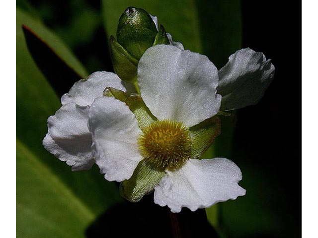 Sagittaria rigida (Sessilefruit arrowhead) #66993