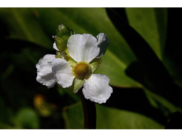 Sagittaria rigida (Sessilefruit arrowhead) #66994