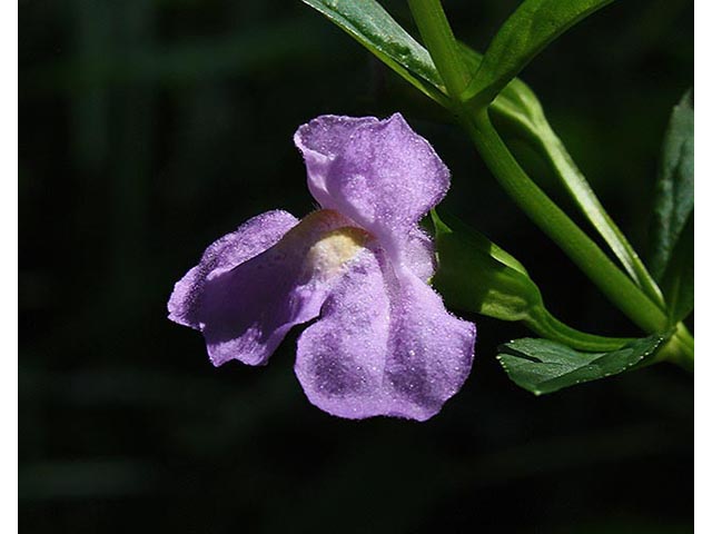 Mimulus alatus (Sharpwing monkeyflower) #66996