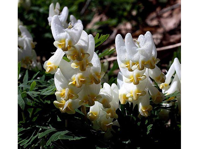 Dicentra cucullaria (Dutchman's breeches) #67006