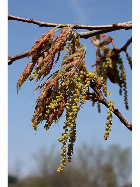 Quercus coccinea (Scarlet oak) #67014