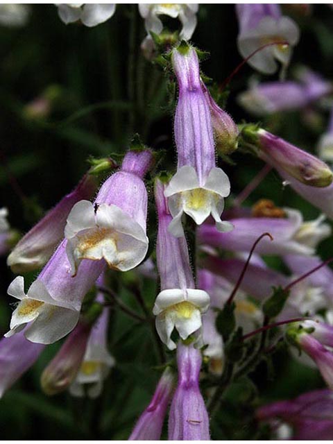 Penstemon hirsutus (Hairy penstemon) #67030