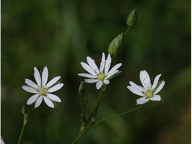 Stellaria longifolia (Longleaf starwort) #67032