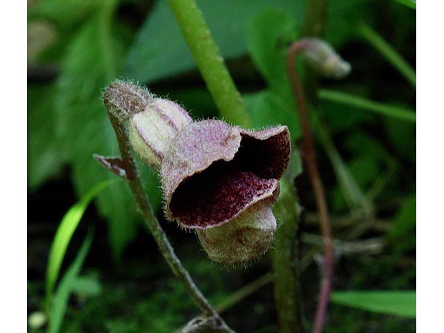 Aristolochia serpentaria (Virginia snakeroot) #67039