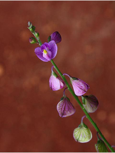 Polygala grandiflora (Showy milkwort) #67060